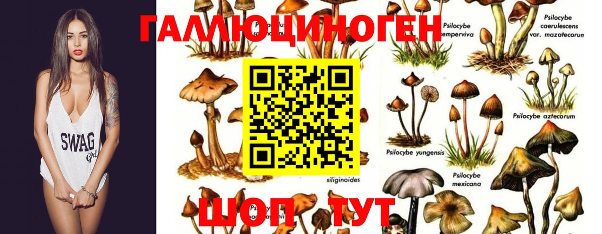 Псилоцибиновые грибы Cubensis Ивантеевка